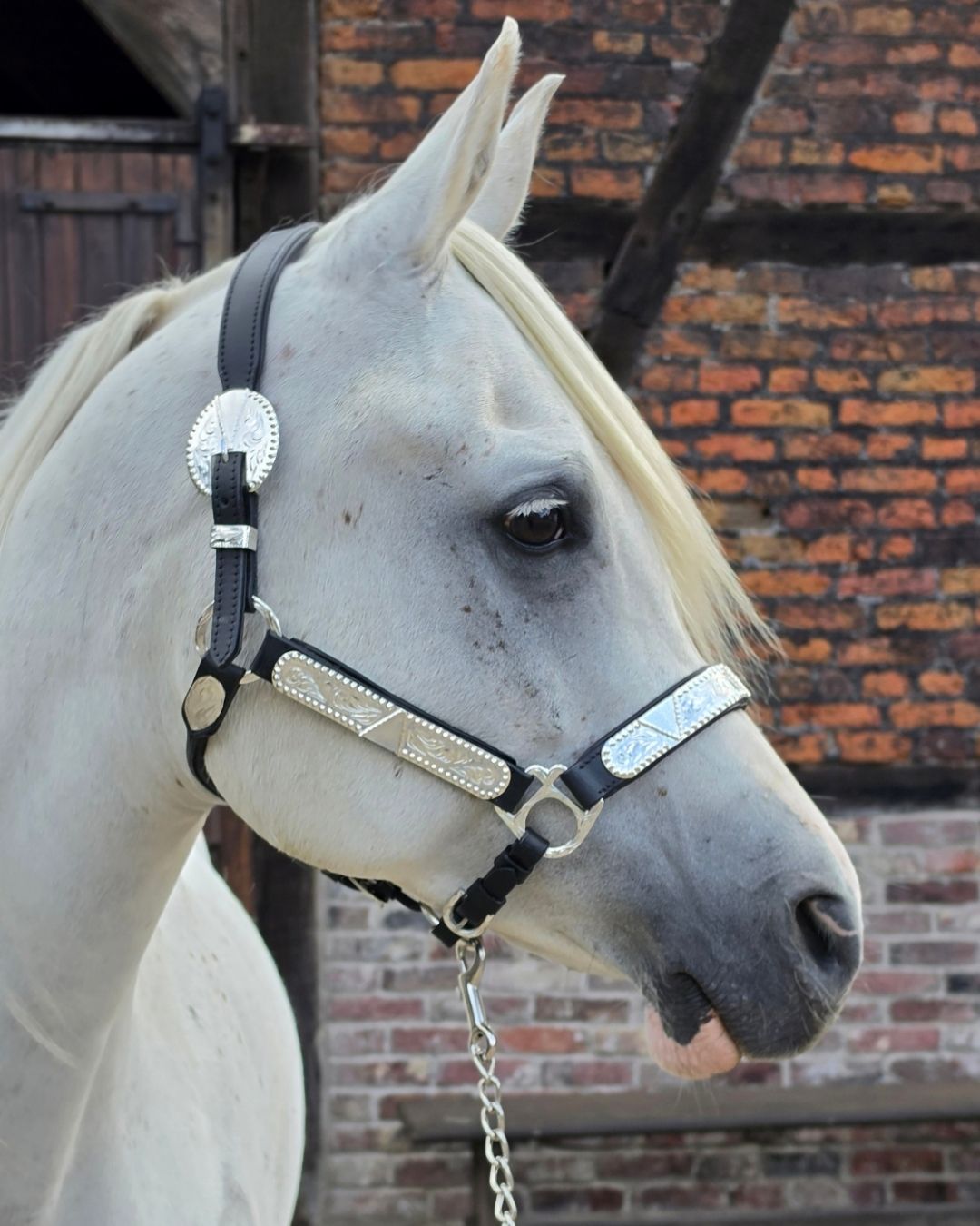 Super softly padded premium show leather halter with silver embellishments incl. lead chain