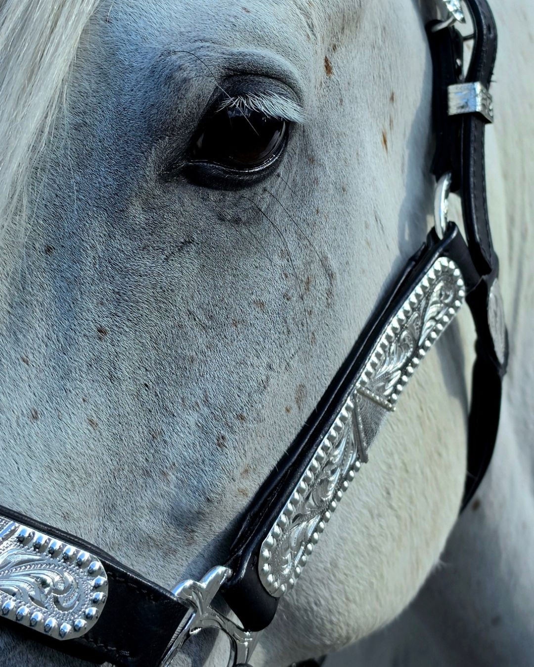 Super softly padded premium show leather halter with silver embellishments incl. lead chain