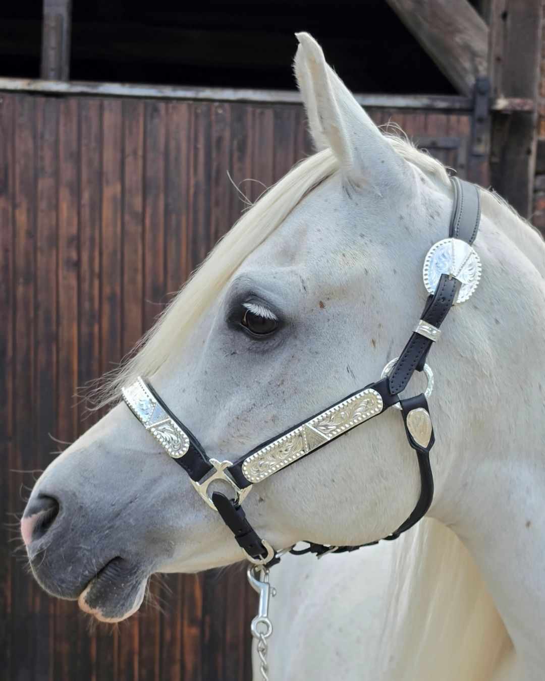 Super softly padded premium show leather halter with silver embellishments incl. lead chain